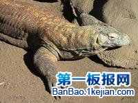 世界上最大的蜥蜴