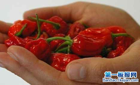 世界上最辣的辣椒