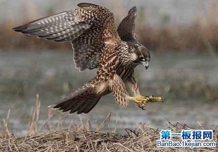 世界上最快的鸟