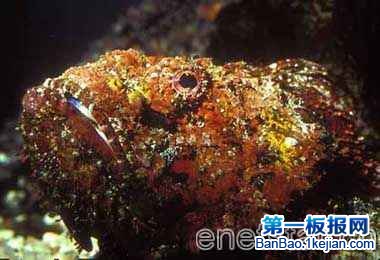 㡪ʯ(stonefish)