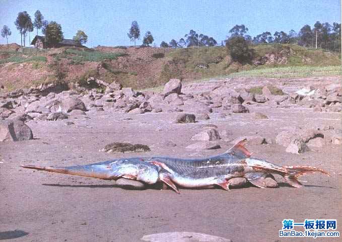 ĵˮ㡪ࣨChinese paddlefish 