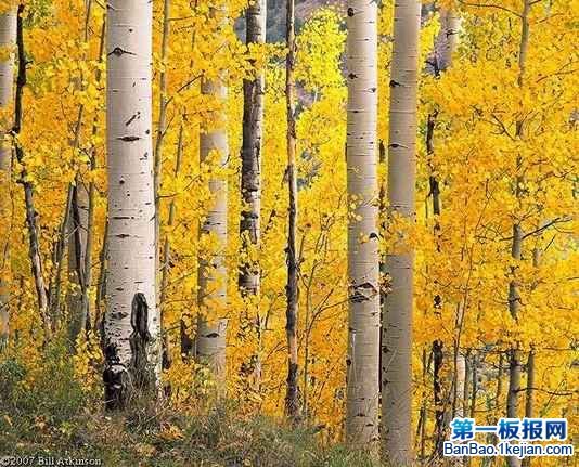 世界上树干最美的树——白桦树