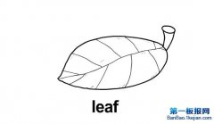 Ҷʻleaf