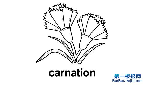 carnation.jpg