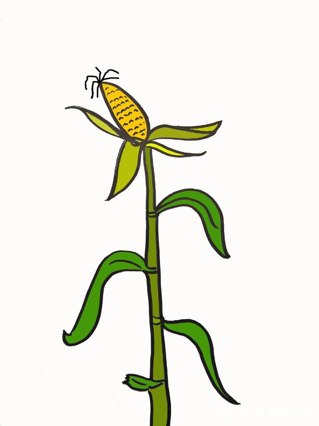 植物简笔画,玉米杆子简笔画